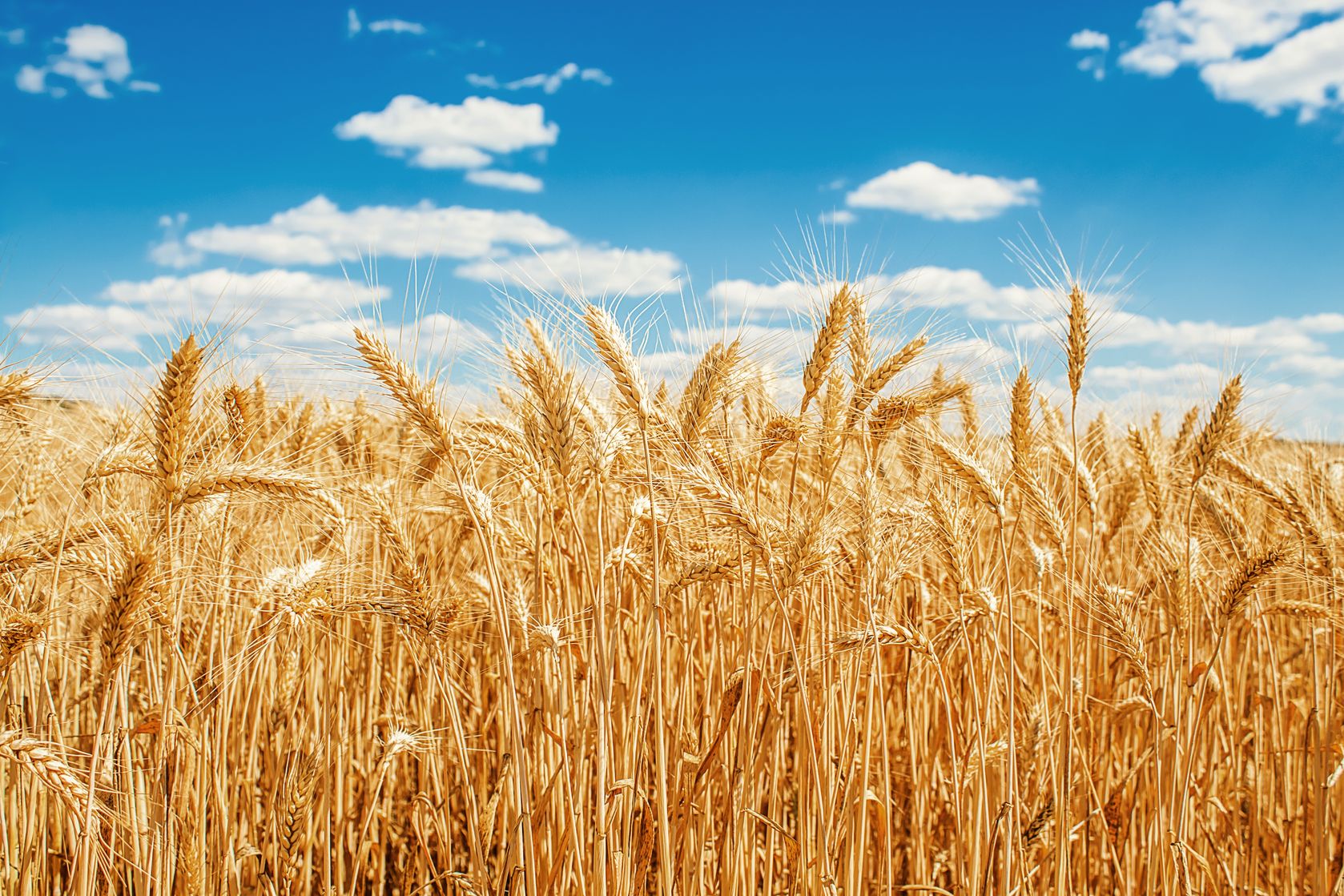 Wheat field on blue sky